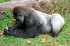 gorilas-de-espaldas-plateadas.jpg