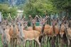 red-deer-deer-farming-venison-production-deer.jpg