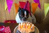 53444073-el-perro-de-raza-bulldog-francés-en-la-fiesta-de-cumpleaños-.jpg
