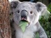 Surprised-Koala3.jpg
