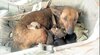 Perrita callejera salva a recién nacida abandonada (fue adoptada con sus cachorros).jpeg