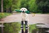 dog-umbrella-medium.jpg