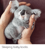 sleeping-baby-koala-69396631.png