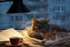 5077109-cat-cup-pet-sleeping.jpg