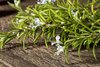 bigstock-fresh-blooming-rosemary-twigs-344037505.jpeg