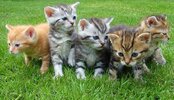 5 gatitos.jpg