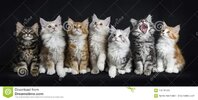 fila-de-siete-gatos-mapache-maine-en-negro-112191089.jpg