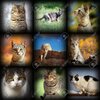 27549523-gatos-imágenes-colección-nueve-fotografías-de-diferentes-animales-domésticos-con-viñe...jpg