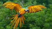 parrot-flight.jpg