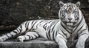Tigre blanco.jpg