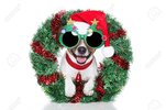 14821281-navidad-perro-con-gafas-de-sol-divertidas.jpg