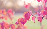 pink-leaves-wallpaper-1.jpg