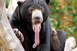 por-que-el-oso-malayo-tiene-asi-la-lengua.jpg