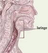 laringe1.jpg