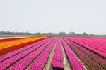 5-campos-tulipanes-pix3.jpg