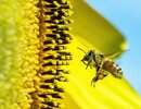 polen-de-abejas-2.jpg