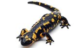 salamandra-colores--644x382.jpg