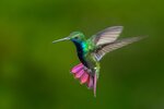 1-colibri-volando_0.jpg