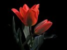 tulip-red-black-background-spring-nature-plant-thumbnail.jpg