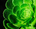 Green-flower-macro-photography-water-drops_1280x1024.jpg