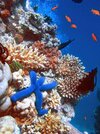 arrecife de coral.jpg