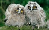 two-little-owls-wallpaper-530f243a8aa2b.jpg