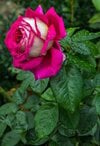depositphotos_38208299-stock-photo-rose-garden.jpg