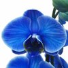 orquídea-phalaenopsis-royal-blue.jpg