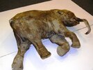 frozen-baby-mammoth-found-in-russia-4.jpg