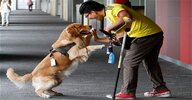 perro-de-asistencia-golden-retriever-trabaja-banco-.jpg