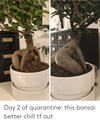 day-2-of-quarantine-this-bonsai-better-chill-tf-out-70942343.png