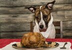 perro-no-come-comida-humana-1024x711.jpg