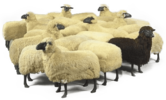Sheep-PNG-High-Quality-Image.png