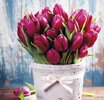 tulipanes-rosas-1572267368.jpg