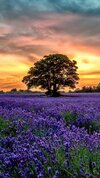 Purple-lavender-fields-scenery-sunset-flowers_iphone_750x1334.jpg