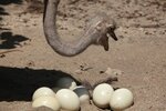 depositphotos_80377410-stock-photo-ostrich-inspects-eggs-in-nest.jpg