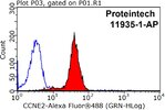 CCNE2-Antibody-11935-1-AP-FC-36696.jpg