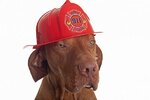 depositphotos_16615831-stock-photo-firefighter-dog-in-helmet.jpg