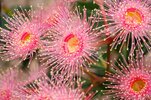 57999992-pálidas-flores-corymbia-ficifolia-rosa-un-árbol-en-flor-nativa-de-australia-.jpg