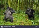 dos-hombres-gorila-de-montana-gorilla-beringei-mirando-hacia-arriba-y-el-pecho-paliza-en-una-j...jpg