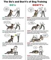 training your dog.jpg