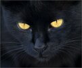 El-gato-negro.jpg