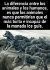DUFERENCIA ENTRE ANIMALES Y HUMANOS.jpg