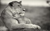 las-10-mejores-imagenes-de-amor-maternal-de-los-animales.jpg