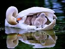 las-10-mejores-imagenes-de-amor-maternal-de-los-animales5.jpg