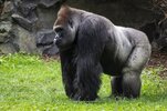 gorilla-4547188_1280.jpg