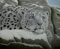 Snow leopard, por Andrew Forkner.jpg