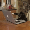 laptop-funny-animals.gif