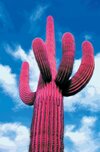 Cactus rosado.jpg