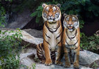 tigres-1.jpg